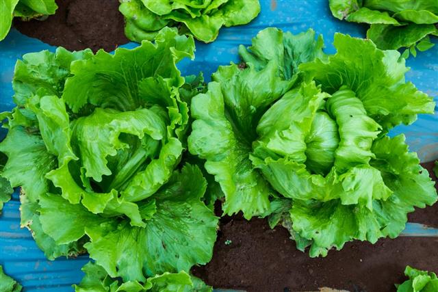 Fresh green lettuce plant growing in agriculture farm