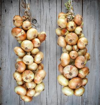 Organic onion bound together hanging on a string