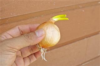 Onion to plant