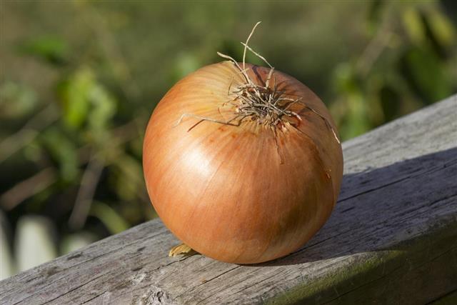 Large sweet onion on wooden rail