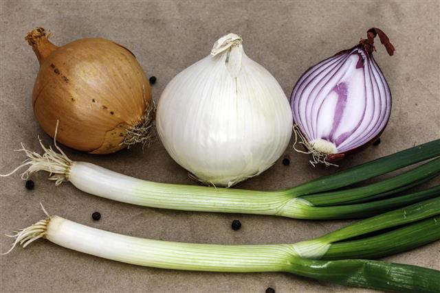 The onion family