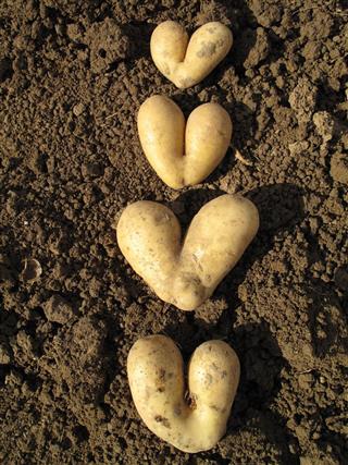 Four heart shaped potatoes
