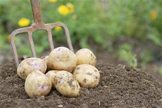 Freshly Harvested Organic Allotment Potatoes
