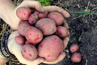 Harvesting Red Gold Potatoes