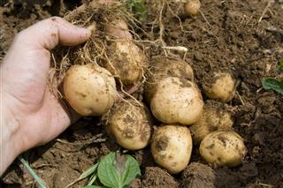 Potatoes Plant