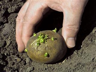 Potato Planting