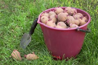 Seed Potatoes In A Red Bucket