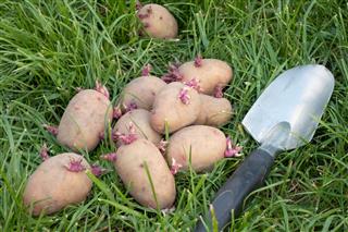 Potato Seed Lying On The Grass