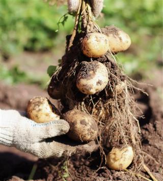 Fresh new potato harvest