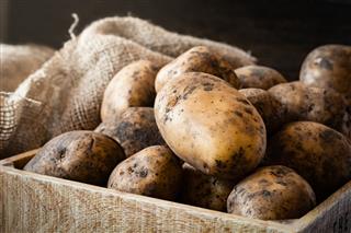 Harvested Potato