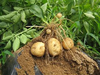 Potatoes In Field