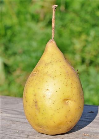 Potatoes in the form of a pear