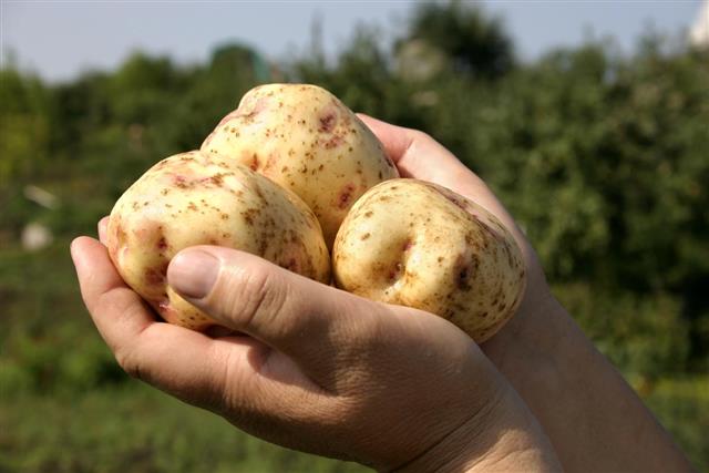 Hand holding three potatoes