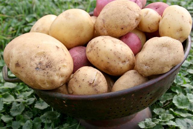Organic Potatoes