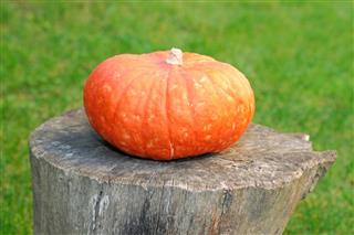 Pumpkin on stump