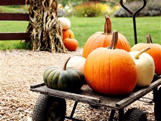 Old wooden wagon full of Pumpkin Patches