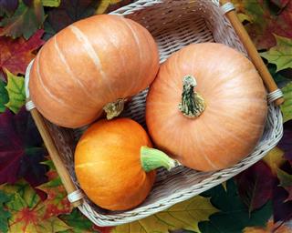 Orange pumpkins in a basket and autumn leaves