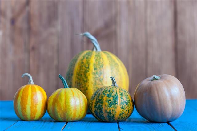 Different pumpkins on blue wooden surface and dark background
