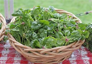 Basket Of Spinach