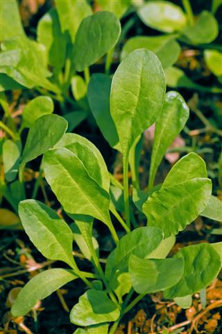 Spinach Spinacia Oleracea