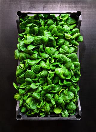 Baby Spinach Leaves In A Box