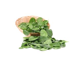 Young Spinach In Wicker Basket