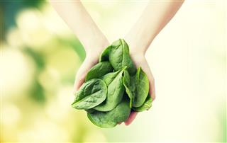 Woman Hands Holding Spinach