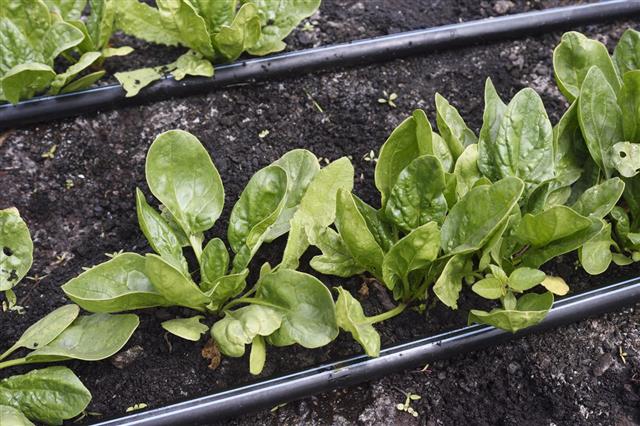 Ripening Organic Spinach