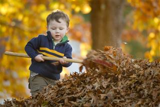 Boy Waking Leaves In Fall