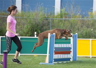 Dog Jumping Over Obstacle