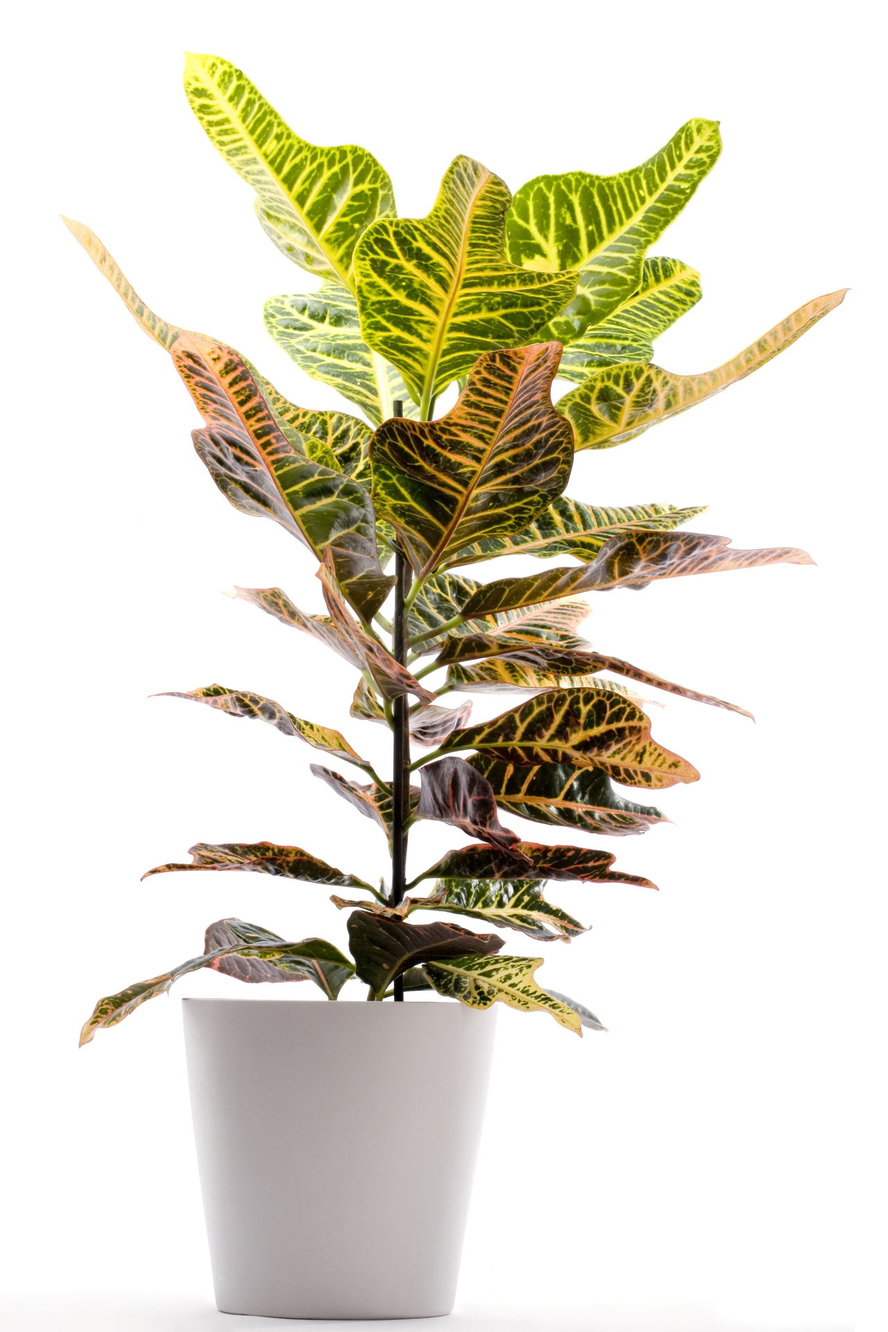 Tall Indoor Plants That are Beautiful and Easy to Maintain