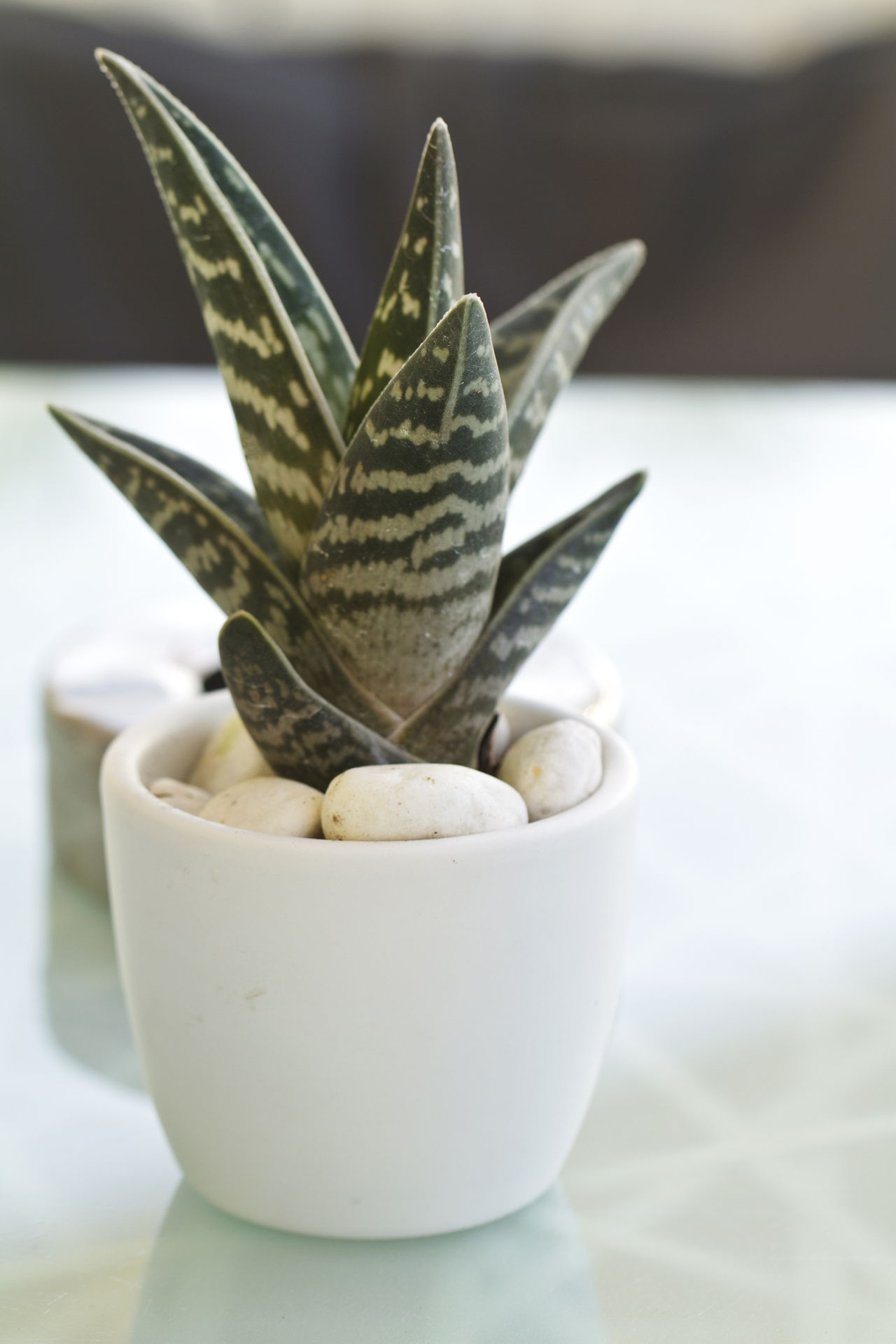 Dress Up Your Home With These Indoor Plants That Don't ...