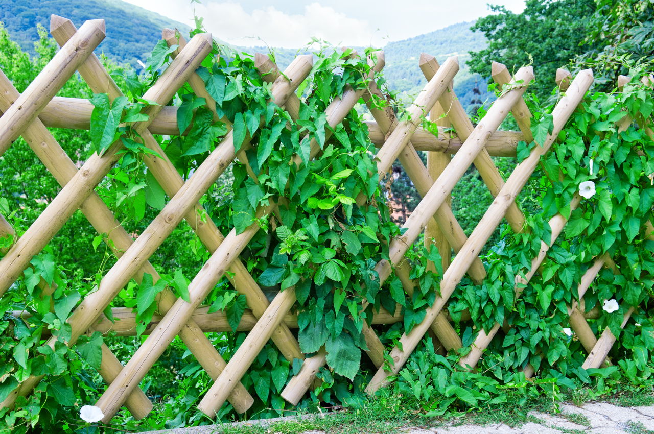 Wooden Fence Designs That Lend a Rustic Look to Your Garden