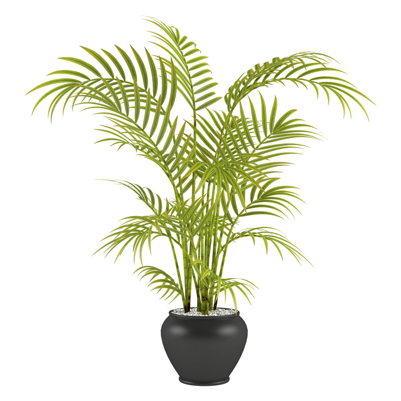 Homemade Palm  Tree  Fertilizer
