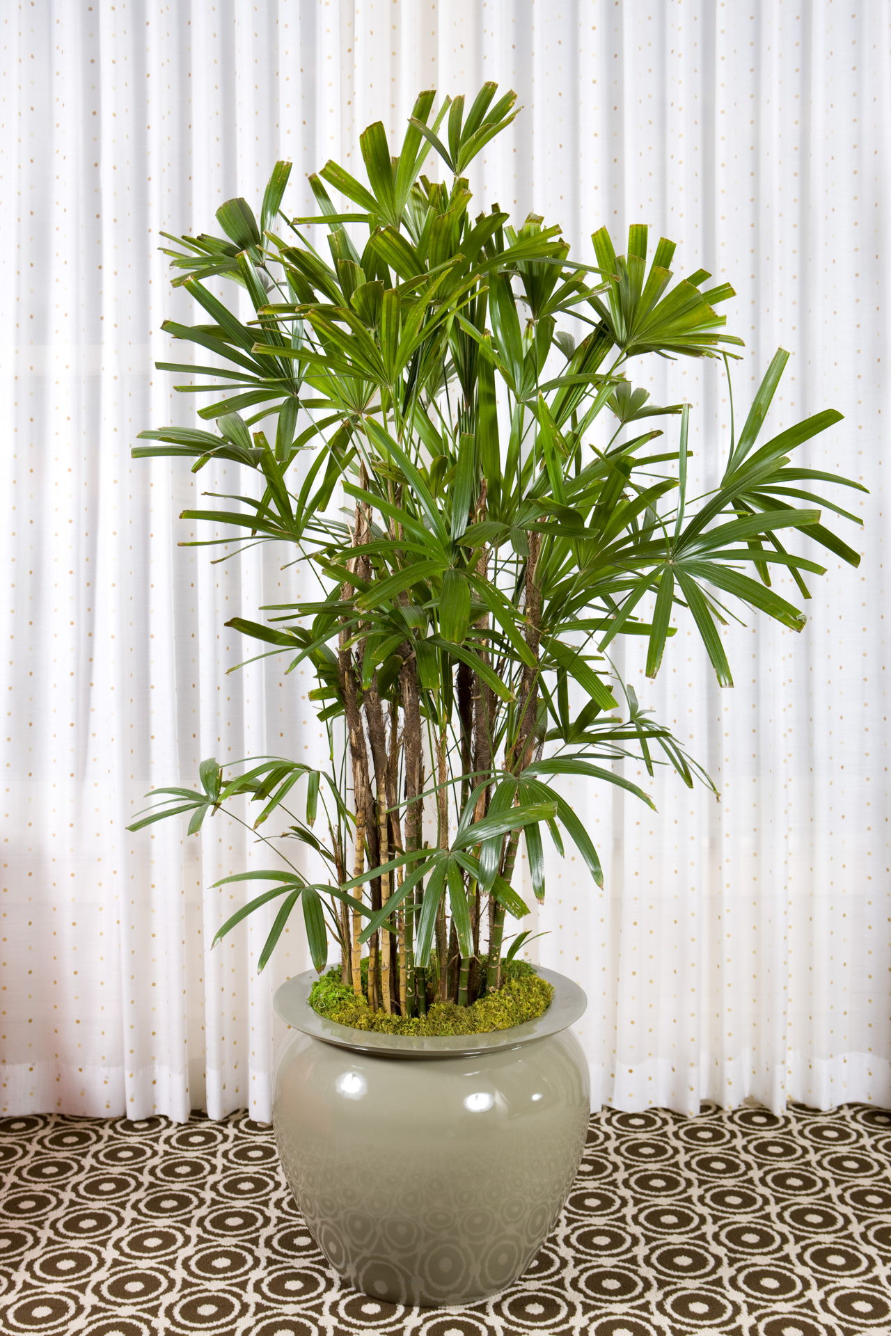 Tall Indoor Plants That are Beautiful and Easy to Maintain
