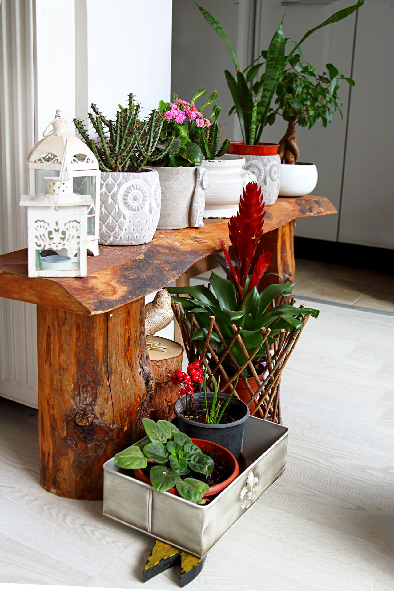 Dress Up Your Home With These Indoor Plants That Don't ...