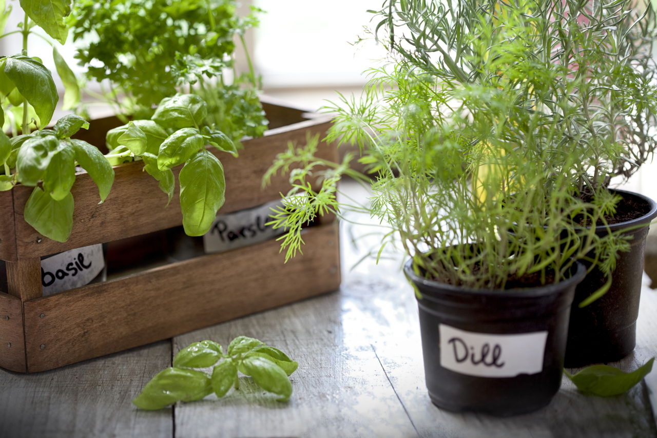 Dress Up Your Home With These Indoor  Plants  That Don t  