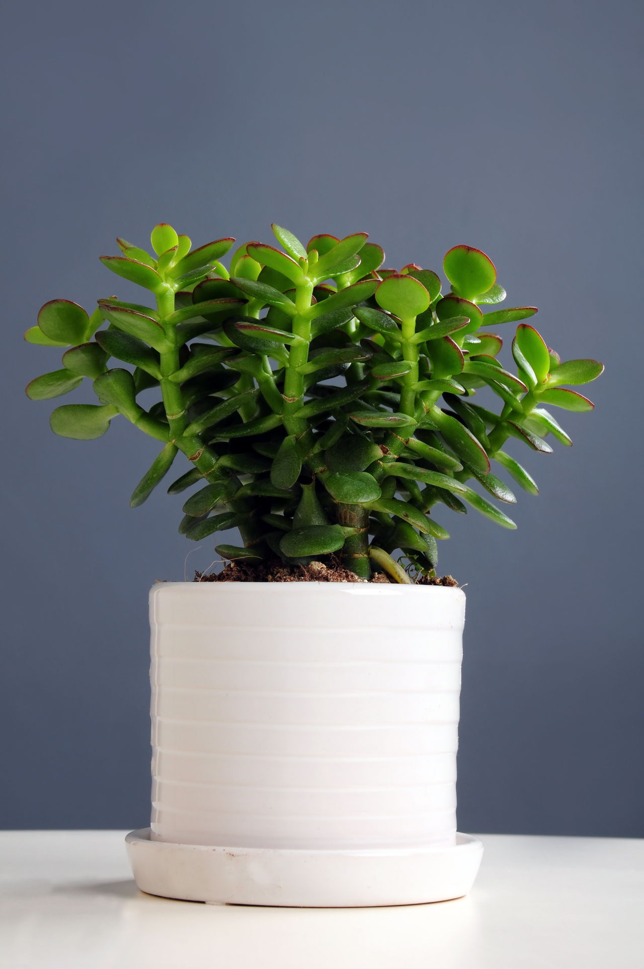 Dress Up Your Home With These Indoor Plants That Donu002639;t Need Sunlight