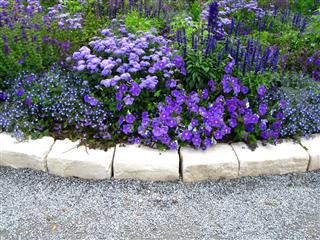 Lilac Flowerbed