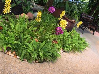 Orchids And Ferns Corner Cozy Garden