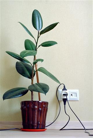 Indian Rubber Houseplant