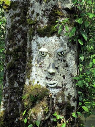 Face Sculpted In A Tree