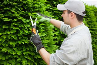 Gardener Pruning An Hedge