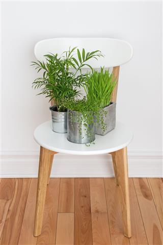 Green Plants On Chair