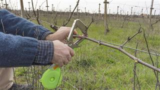 Cutting And Tying Branches In Vineyard