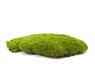 Patch Of Green Moss