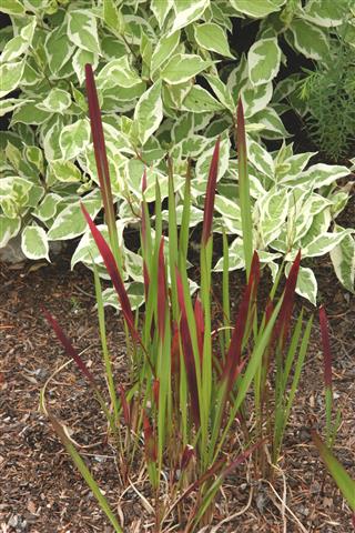 Japanese Blood Grass And Dogwood