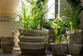 Green Plants In Pots