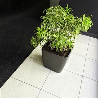 Green Plant On Floor