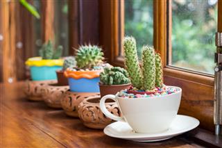 Cactus In Pots